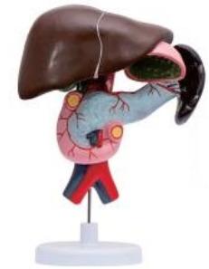 十二指腸、胰、脾解剖模型