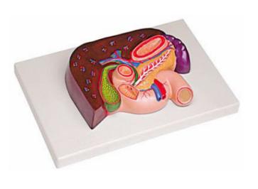 肝、胰、脾、十二指腸、胃模型